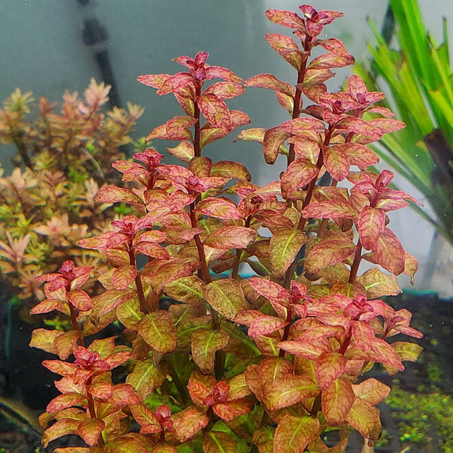 Ludwigia Guinea, INVITRO bakje (PlantExpress)