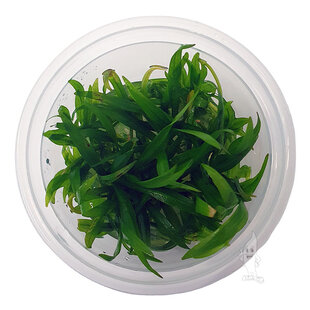 Echinodorus latifolius, INVITRO bakje (PlantExpress)