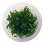 Echinodorus latifolius, INVITRO bakje (PlantExpress)
