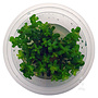 Rotala indica Bonsai, INVITRO bakje (PlantExpress)