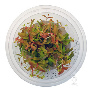 Nesaea pedicellata Golden, INVITRO bakje (PlantExpress)