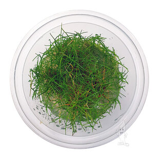 Eleocharis pusilla, INVITRO bakje (PlantExpress)