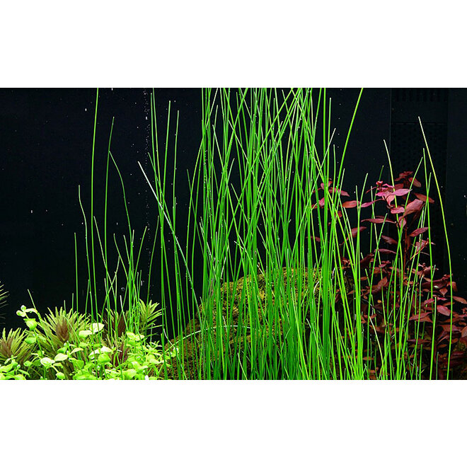 Eleocharis montevidensis