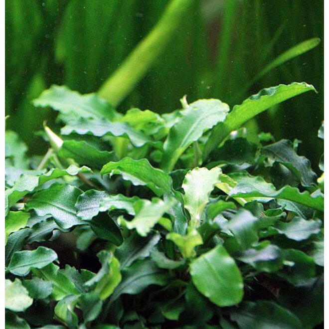 Bucephalandra wavy green, INVITRO bakje (PlantExpress)