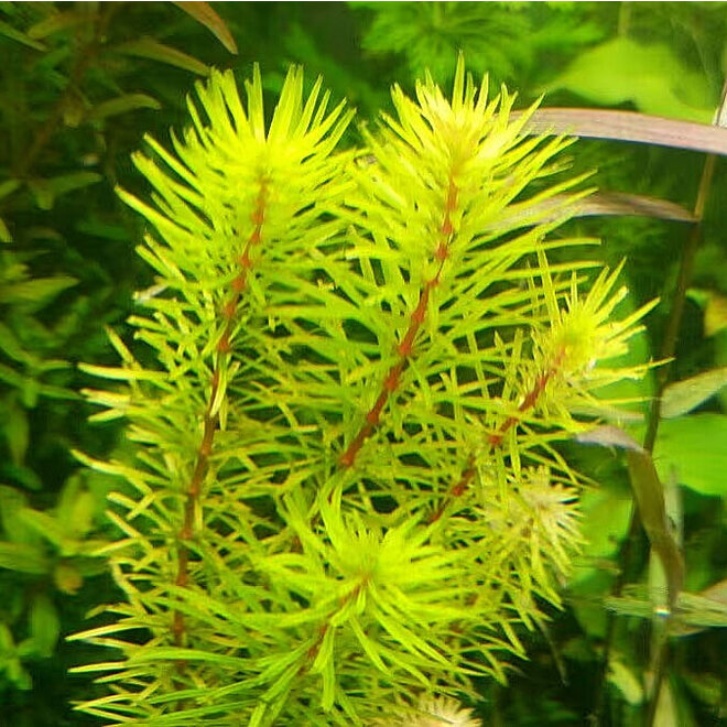 Rotala Bangladesh, INVITRO bakje (PlantExpress)