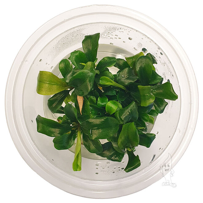 Bucephalandra wavy green, INVITRO bakje (PlantExpress)