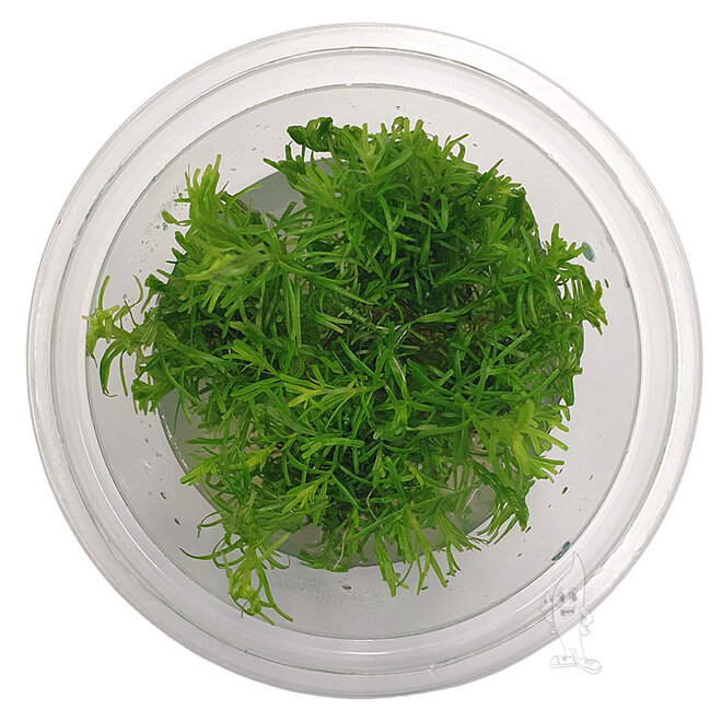 Rotala Bangladesh, INVITRO bakje (PlantExpress)