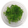 Rotala Bangladesh, INVITRO bakje (PlantExpress)