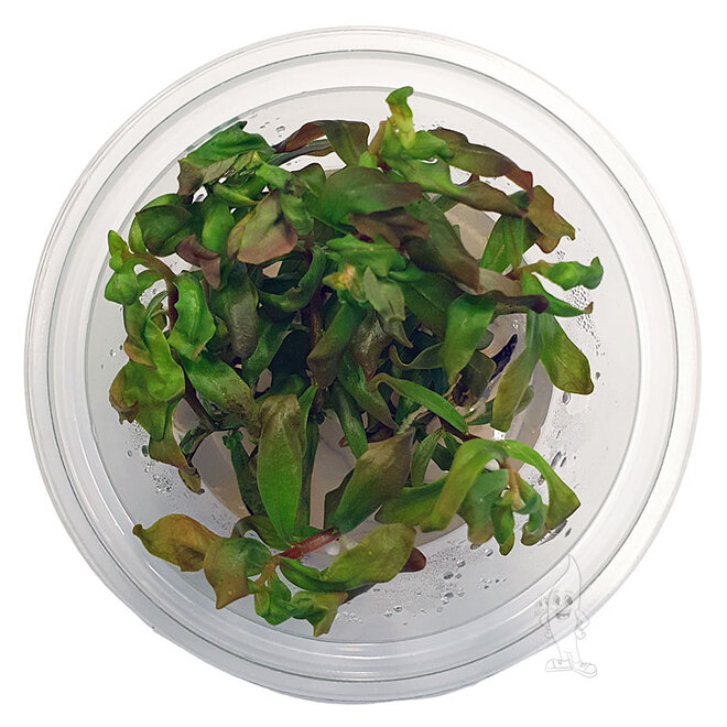 Ammania Gracilis, INVITRO bakje (PlantExpress)