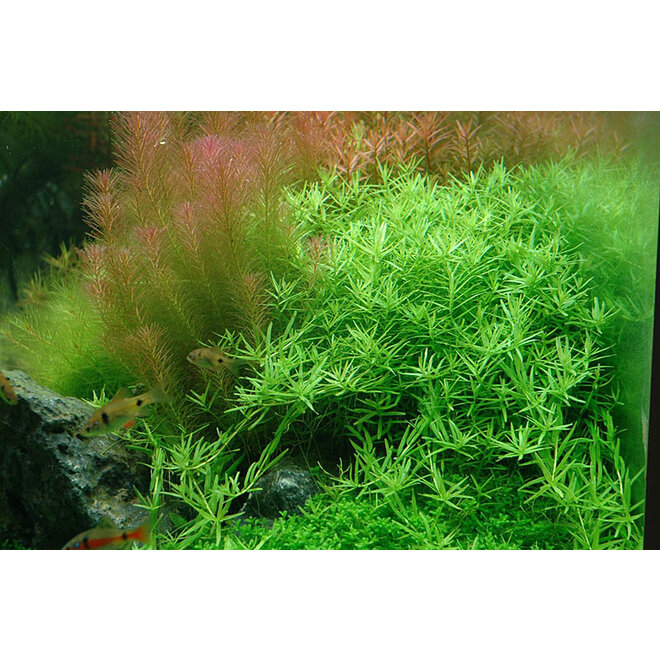 Rotala rotundifolia Green, INVITRO bakje (PlantExpress)