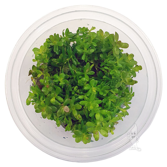 Rotala rotundifolia Green, INVITRO bakje (PlantExpress)