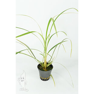Ophiopogon variegatus (Terrarium)