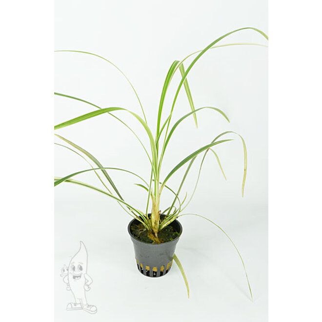 Ophiopogon variegatus (Terrarium)