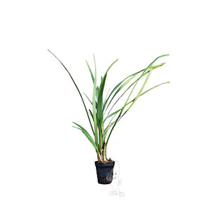 Ophiopogon gigantea (Terrarium)