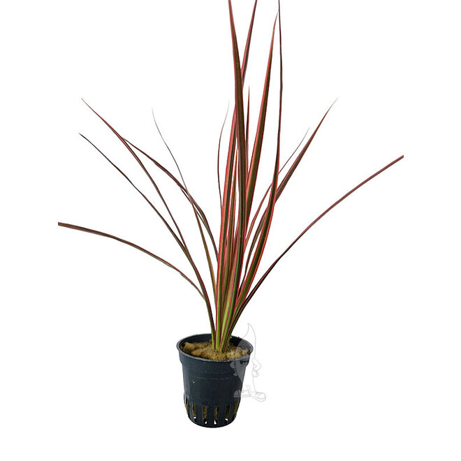 Dracena marginata red (Terrarium)