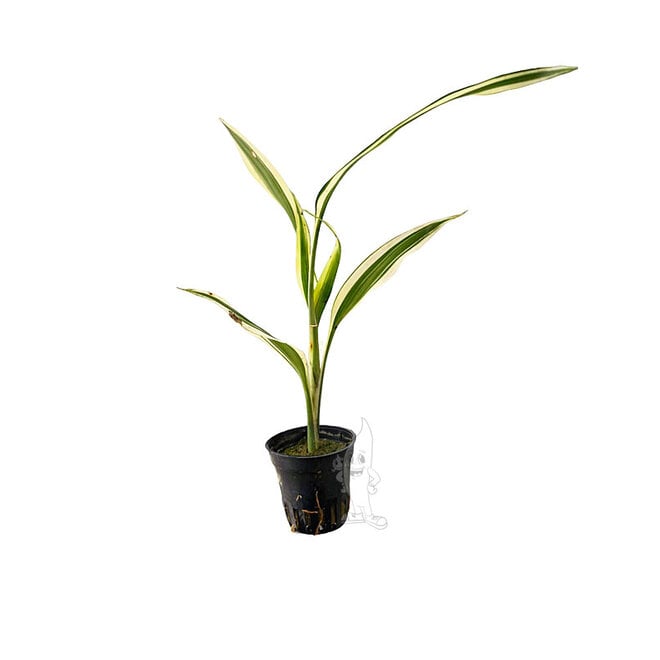 Dracena sanderiana (Terrarium)