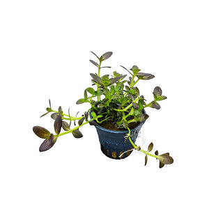 Bacopa salzmannii purple