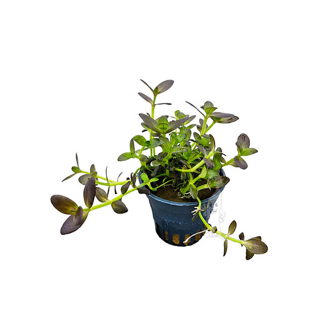 Bacopa salzmannii purple