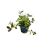 Bacopa salzmannii purple