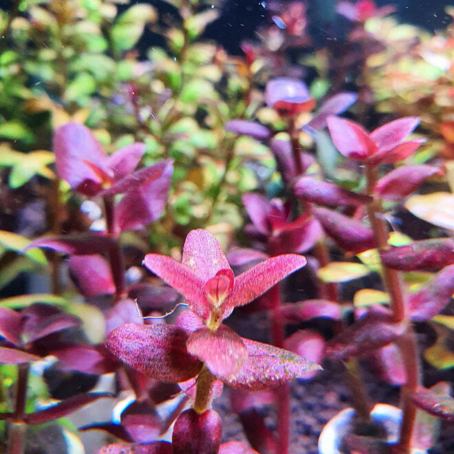 Bacopa salzmannii purple