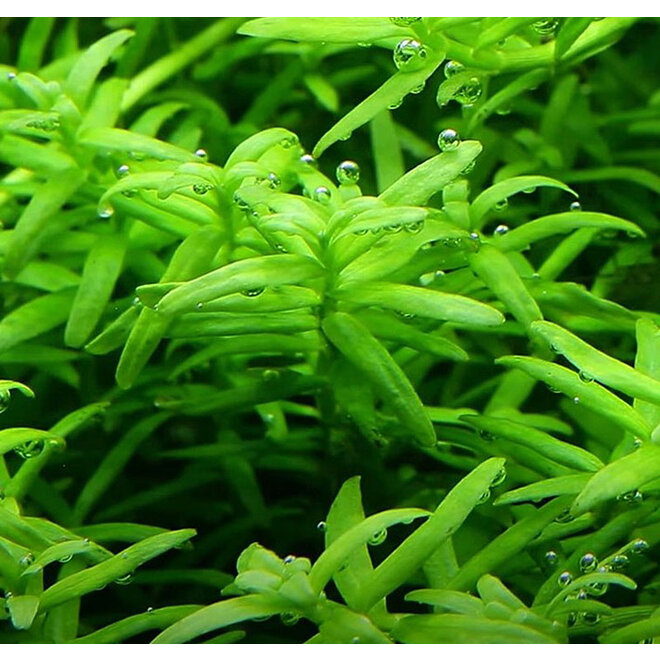 Rotala rotundifolia Green, INVITRO bakje (PlantExpress)