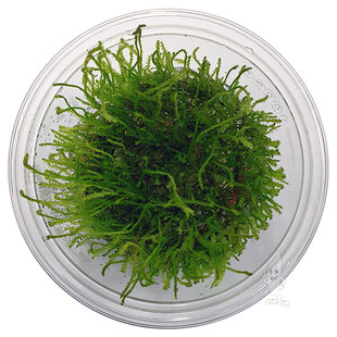 Vesicularia ferriei 'Weeping', INVITRO bakje (PlantExpress)
