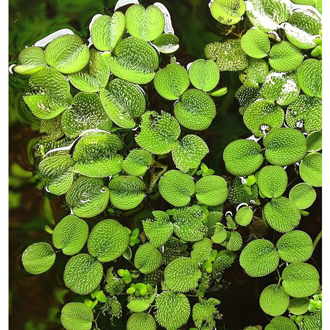 Salvinia minima, INVITRO bakje (PlantExpress)