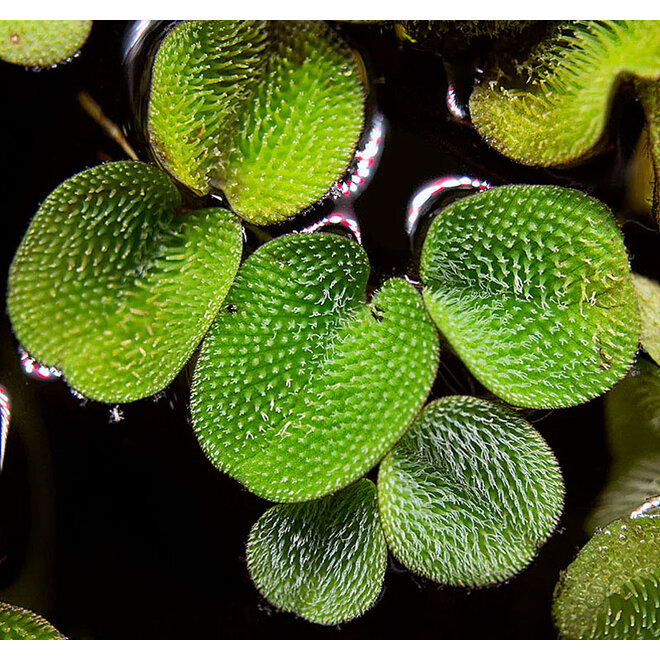 Salvinia minima, INVITRO bakje (PlantExpress)