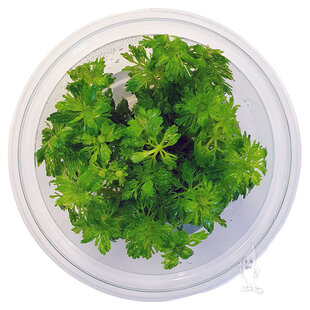 Limnophila heterophylla, INVITRO bakje (PlantExpress)