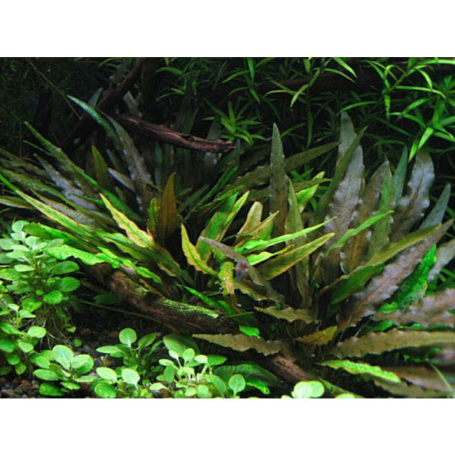 Cryptocoryne wendtii Bruin, INVITRO bakje (PlantExpress)