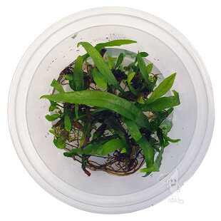 Microsorum pteropus (Javavaren), INVITRO bakje (PlantExpress)