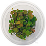 Phyllanthus fluitans, INVITRO bakje (PlantExpress)