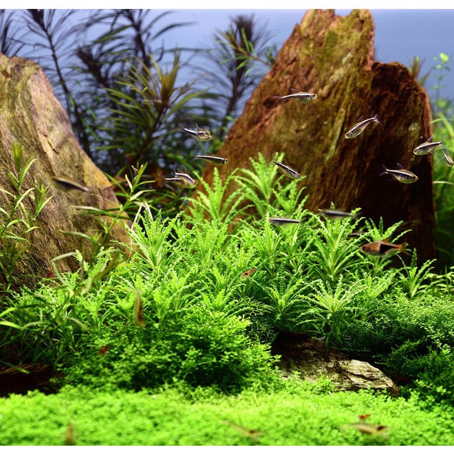 Pogostemon helferi, INVITRO bakje (PlantExpress)