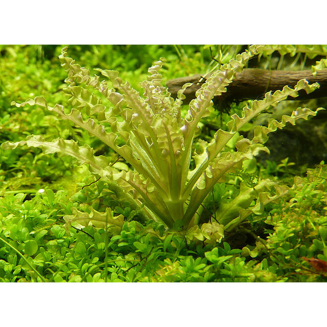 Pogostemon helferi, INVITRO bakje (PlantExpress)