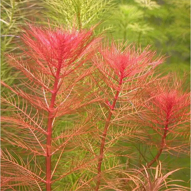 Myriophyllum tuberculatum, INVITRO bakje (PlantExpress)