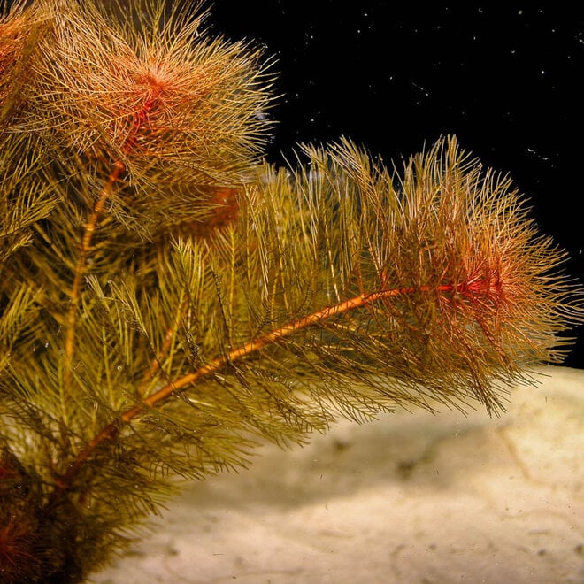 Myriophyllum tuberculatum, INVITRO bakje (PlantExpress)