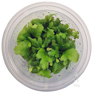 Ceratopteris cornuta, INVITRO bakje (PlantExpress)