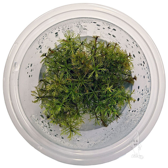 Myriophyllum tuberculatum, INVITRO bakje (PlantExpress)