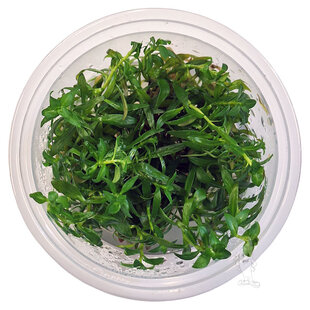 Ludwigia brevipes, INVITRO bakje (PlantExpress)