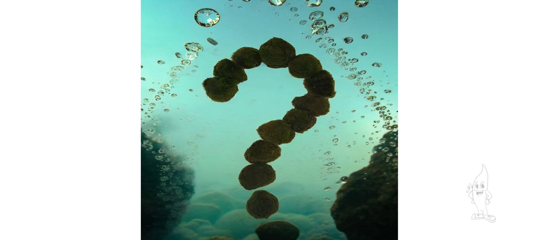 YOISMO Marimo Mosballen, esthetisch mooie levende planten, creëren