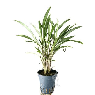 Cryptocoryne Pink Panther