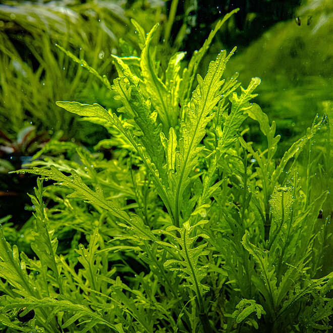 Hygrophila odora, INVITRO bakje (PlantExpress)