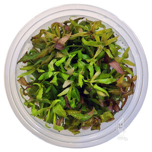 Eustralis stellata, INVITRO bakje (PlantExpress)