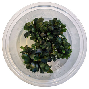 Bucephalandra serimbu brown, INVITRO bakje (PlantExpress)