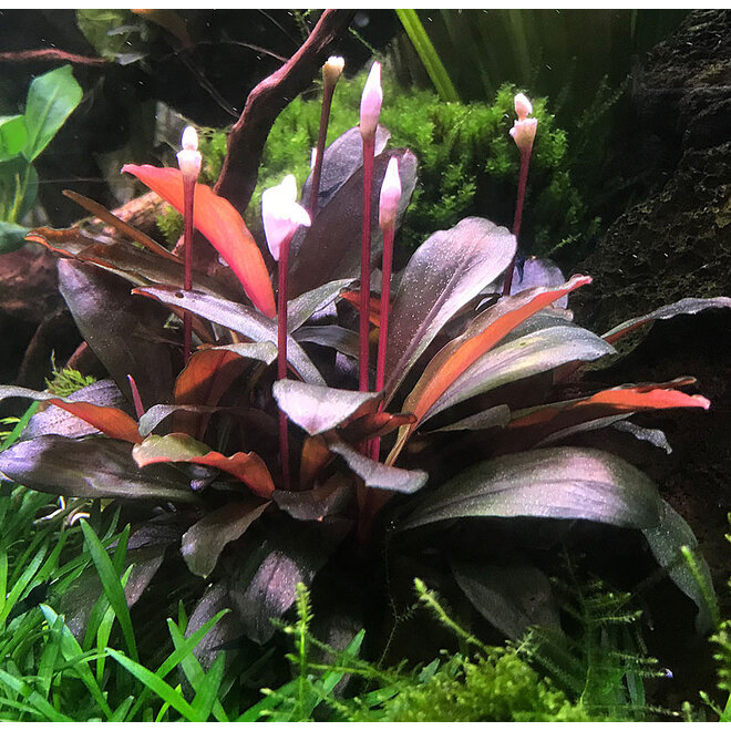 Bucephalandra serimbu brown, INVITRO bakje (PlantExpress)