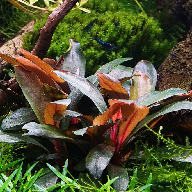 Bucephalandra serimbu brown, INVITRO bakje (PlantExpress)