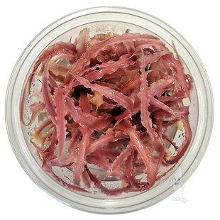 Cryptocoryne balansae Pink, INVITRO bakje (PlantExpress)