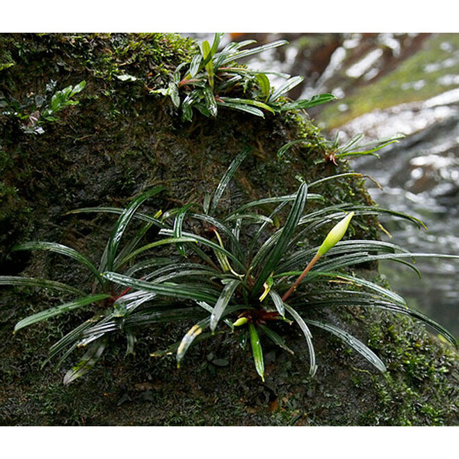 Bucephalandra sp. Filiformis, INVITRO bakje (PlantExpress)