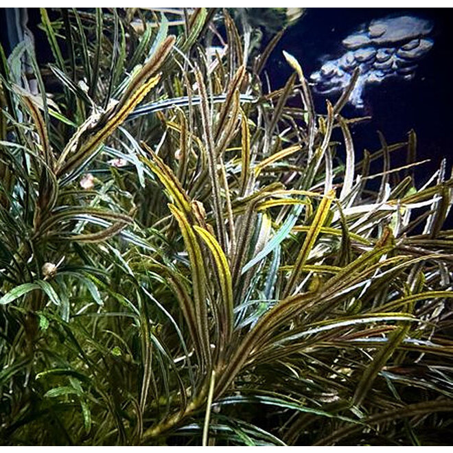 Bucephalandra sp. Filiformis, INVITRO bakje (PlantExpress)