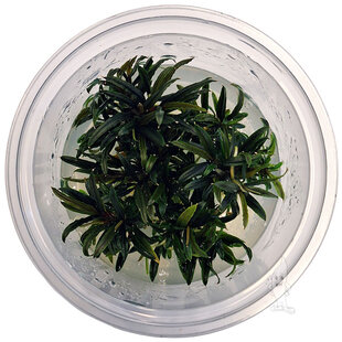 Bucephalandra sp. Filiformis, INVITRO bakje (PlantExpress)